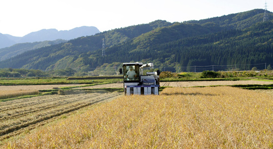 杉本農園での収穫風景と収穫されたお米