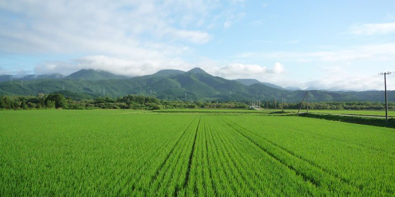 オクルココロ online shop / お米